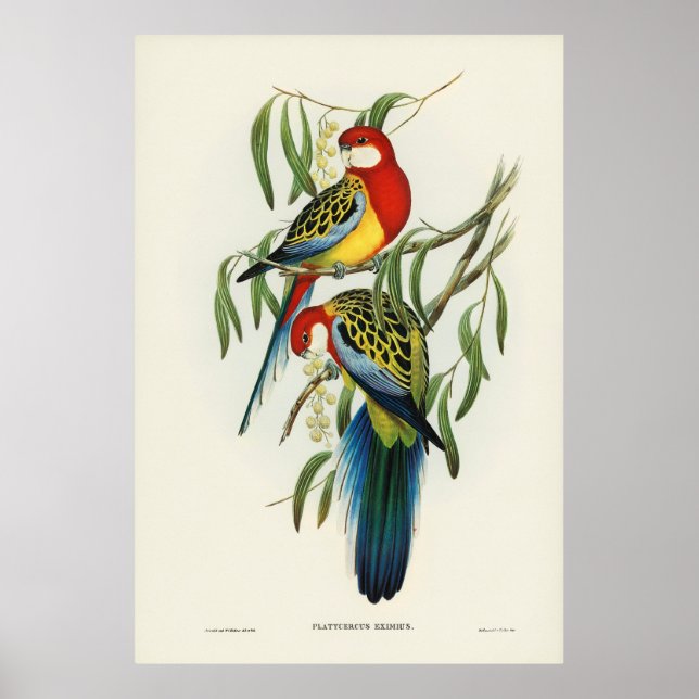 Affiche Oiseaux 4 (Devant)