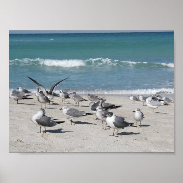 Affiche Oiseaux à la plage (Devant)