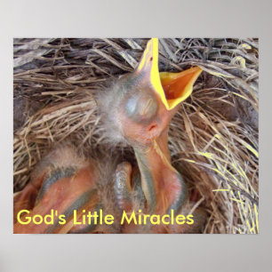 Affiche oiseaux bébé - Les Petits Miracles de Dieu