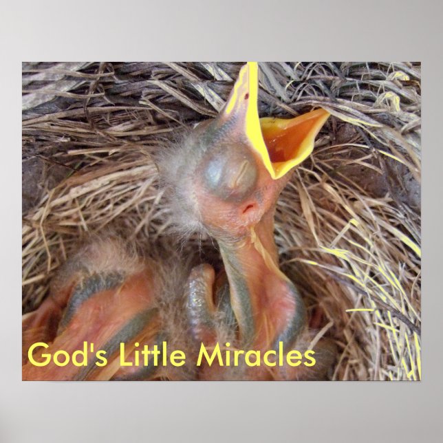 Affiche oiseaux bébé - Les Petits Miracles de Dieu (Devant)