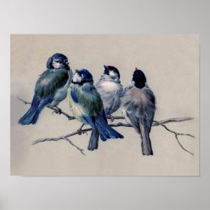 Affiche Oiseaux bleus et gris poussiéreux sur une aquarell