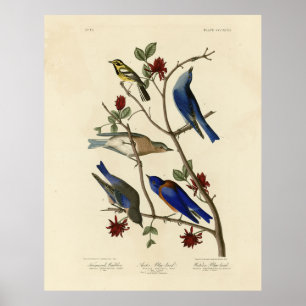 Affiche Oiseaux bleus et Paruline, Oiseaux d'Amérique d'Au