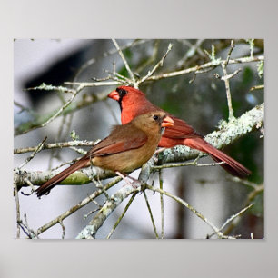 Affiche Oiseaux cardinaux Photographie Décor mural Imprime