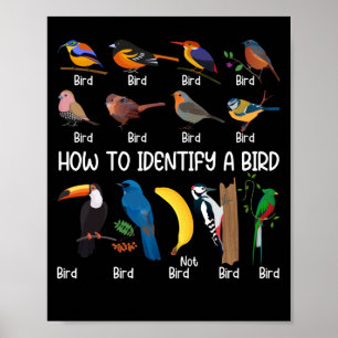 Affiche Oiseaux Comment identifier un Oiseau unique