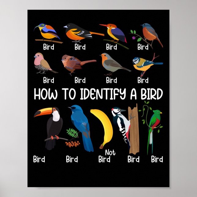 Affiche Oiseaux Comment identifier un Oiseau unique (Devant)