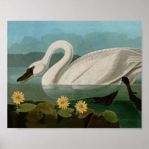 Affiche Oiseaux communs de cygne d'Amérique Audubon
