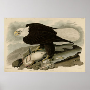 Affiche Oiseaux d'Amérique à tête blanche (aigle à tête bl