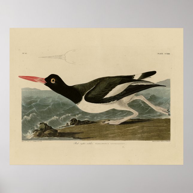 Affiche Oiseaux d'Amérique d'Audubon (Devant)