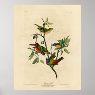 Affiche Oiseaux d'Amérique d'Audubon