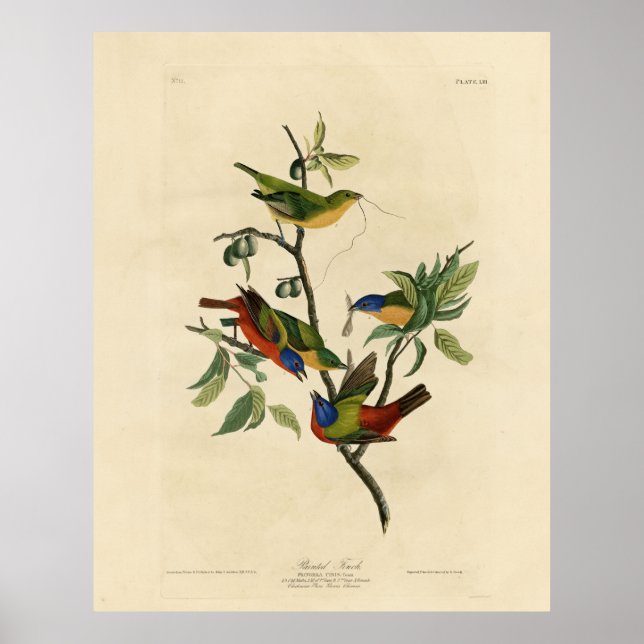 Affiche Oiseaux d'Amérique d'Audubon (Devant)