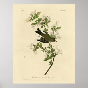 Affiche Oiseaux d'Amérique d'Audubon, écorce d'écorce de b