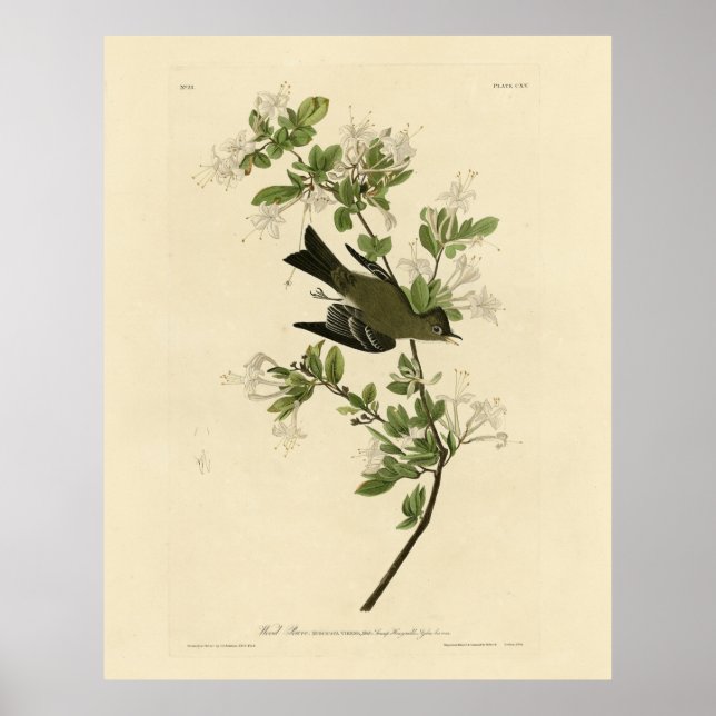 Affiche Oiseaux d'Amérique d'Audubon, écorce d'écorce de b (Devant)