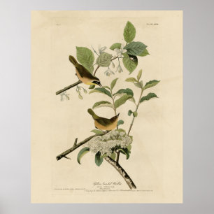 Affiche Oiseaux d'Amérique de la Paruline à poitrine jaune