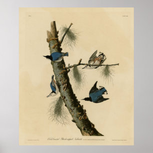 Affiche Oiseaux d'Amérique de Nuthatch Audubon au coeur bl