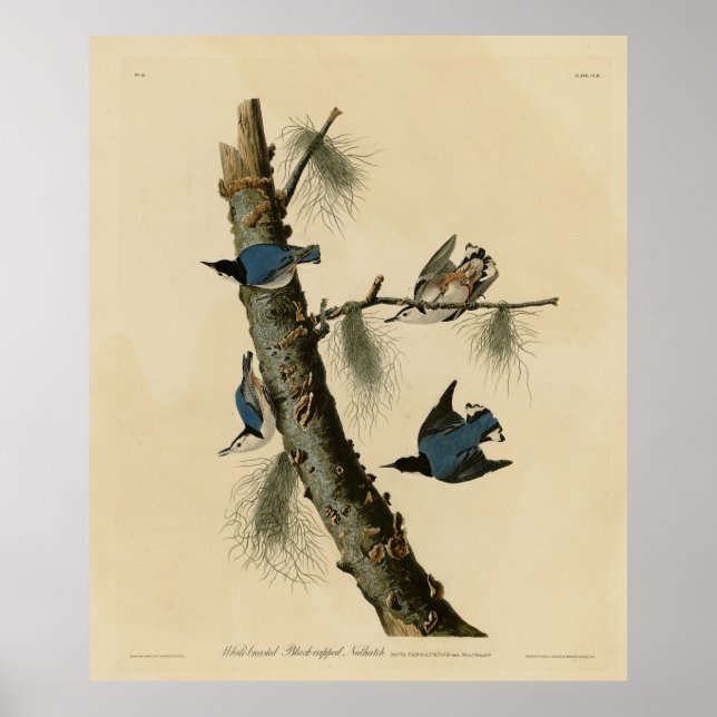 Affiche Oiseaux d'Amérique de Nuthatch Audubon au coeur bl (Devant)