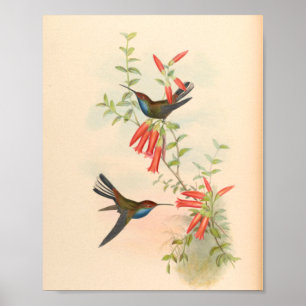 Affiche Oiseaux d'art vintages Fleurs d'impression