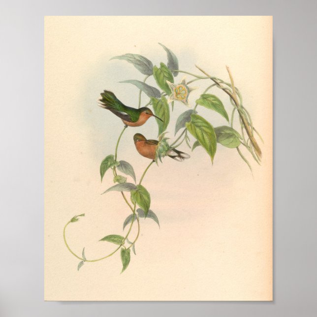 Affiche Oiseaux d'art vintages Fleurs d'impression (Devant)