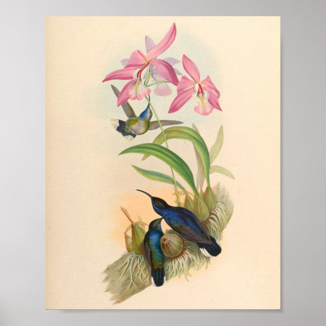 Affiche Oiseaux d'art vintages Fleurs d'impression (Devant)