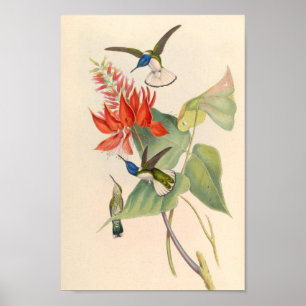 Affiche Oiseaux d'art vintages Fleurs d'impression