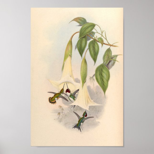 Affiche Oiseaux d'art vintages Fleurs d'impression (Devant)
