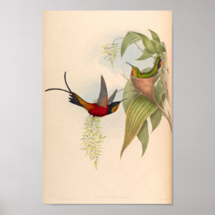 Affiche Oiseaux d'art vintages Fleurs d'impression