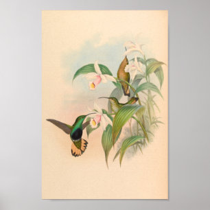 Affiche Oiseaux d'art vintages Fleurs d'impression