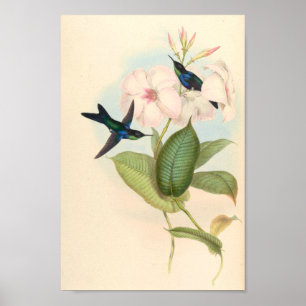 Affiche Oiseaux d'art vintages Fleurs d'impression