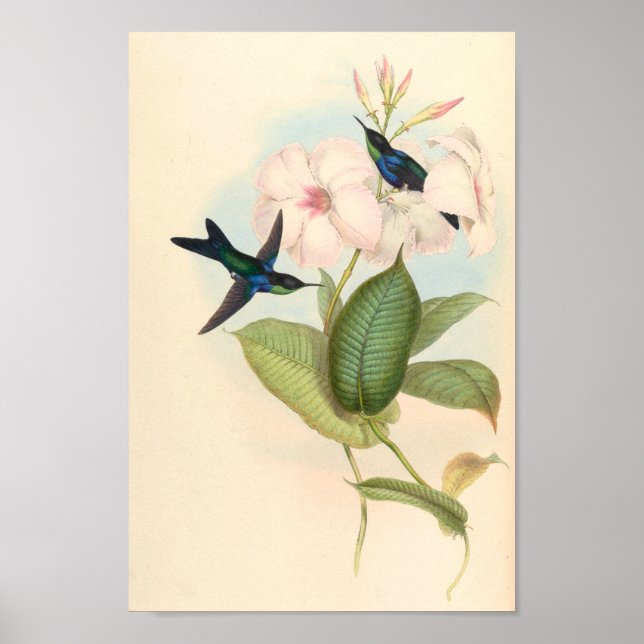 Affiche Oiseaux d'art vintages Fleurs d'impression (Devant)