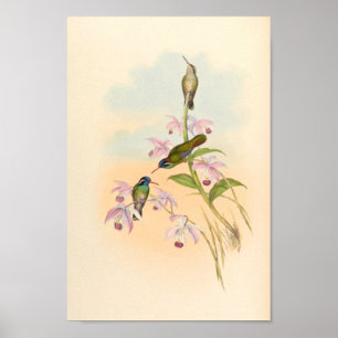 Affiche Oiseaux d'art vintages Fleurs d'impression