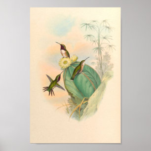 Affiche Oiseaux d'art vintages Fleurs d'impression