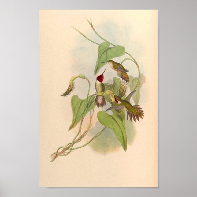 Affiche Oiseaux d'art vintages Fleurs d'impression (Devant)