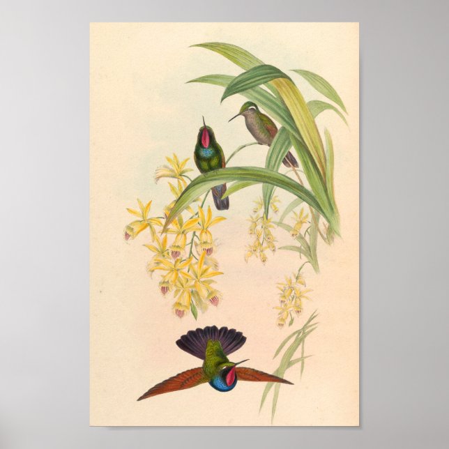 Affiche Oiseaux d'art vintages Fleurs d'impression (Devant)