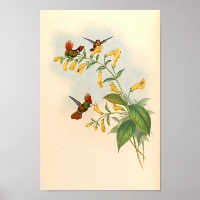 Affiche Oiseaux d'art vintages Fleurs d'impression (Devant)