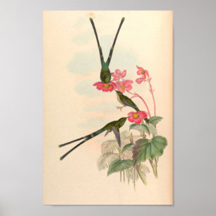 Affiche Oiseaux d'art vintages Fleurs d'impression