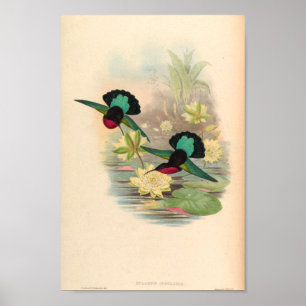 Affiche Oiseaux d'art vintages Fleurs d'impression
