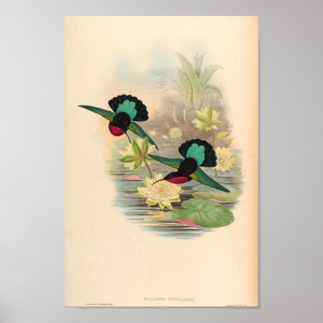 Affiche Oiseaux d'art vintages Fleurs d'impression (Devant)