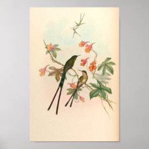 Affiche Oiseaux d'art vintages Fleurs d'impression
