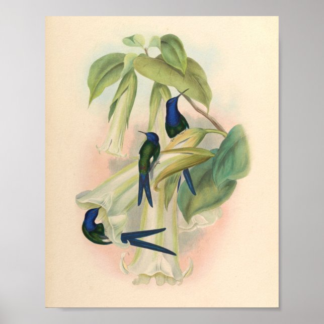 Affiche Oiseaux d'art vintages Fleurs d'impression (Devant)