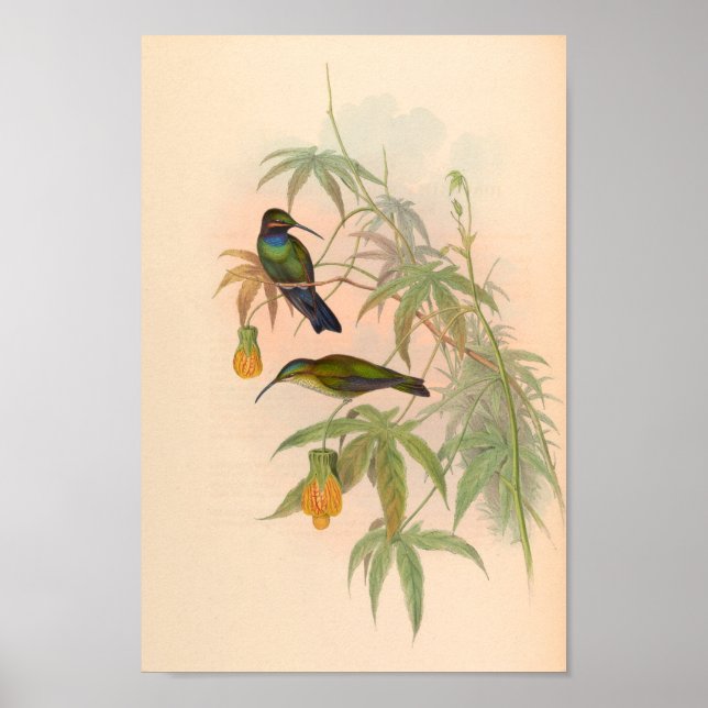 Affiche Oiseaux d'art vintages Fleurs d'impression (Devant)
