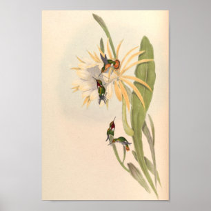 Affiche Oiseaux d'art vintages Fleurs d'impression