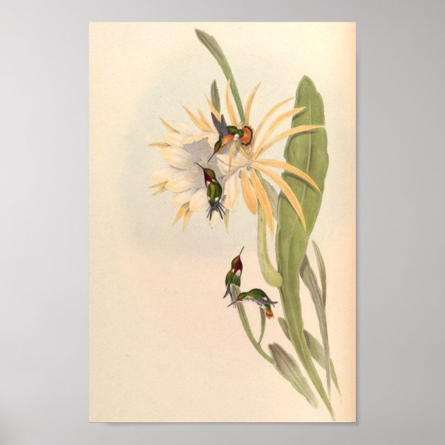 Affiche Oiseaux d'art vintages Fleurs d'impression (Devant)