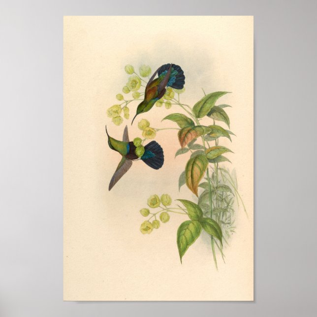 Affiche Oiseaux d'art vintages Fleurs d'impression (Devant)
