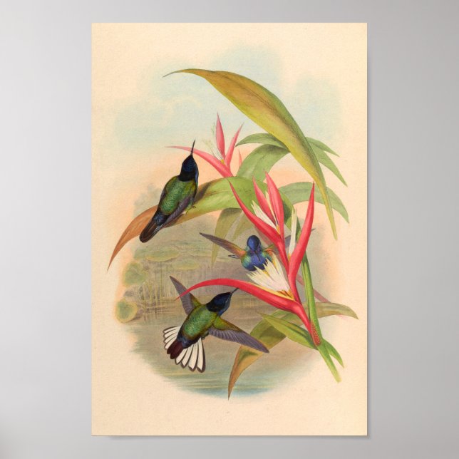 Affiche Oiseaux d'art vintages Fleurs d'impression (Devant)