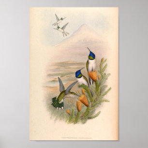 Affiche Oiseaux d'art vintages Fleurs d'impression