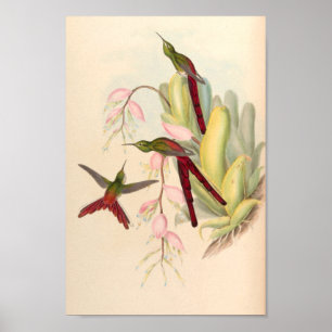 Affiche Oiseaux d'art vintages Fleurs d'impression