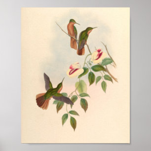 Affiche Oiseaux d'art vintages Fleurs d'impression