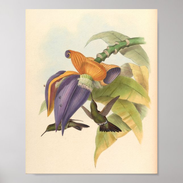 Affiche Oiseaux d'art vintages Fleurs d'impression (Devant)