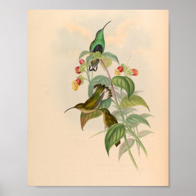 Affiche Oiseaux d'art vintages Fleurs d'impression (Devant)
