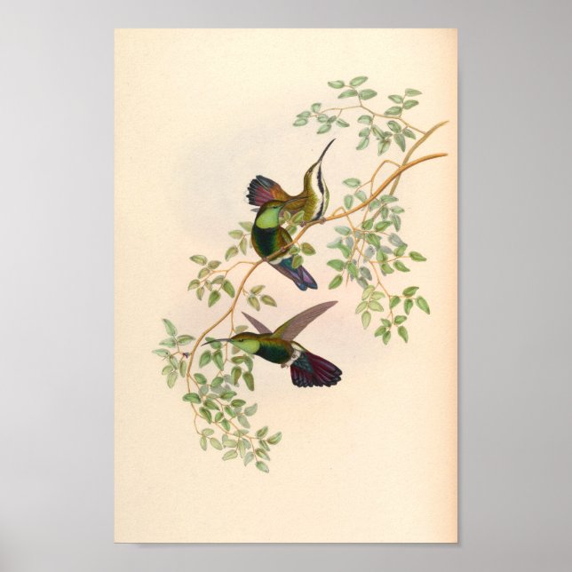 Affiche Oiseaux d'art vintages Fleurs d'impression (Devant)