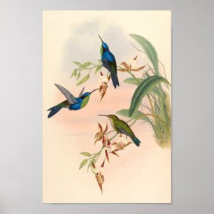 Affiche Oiseaux d'art vintages Fleurs d'impression